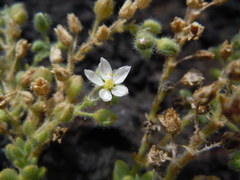 Spergularia azorica