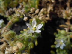 Spergularia azorica