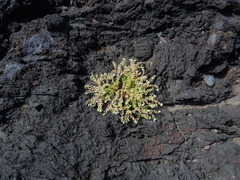 Spergularia azorica