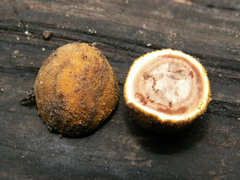 Elaphomyces granulatus