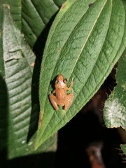 Pristimantis altamnis