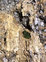 Rulyrana flavopunctata