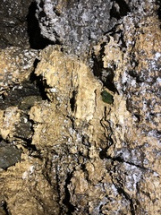 Rulyrana flavopunctata