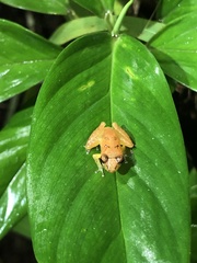 Pristimantis altamnis