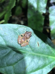 Pristimantis diadematus