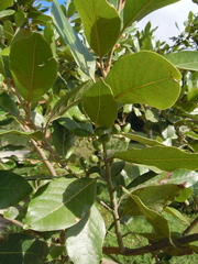 Laurus azorica