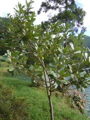 Laurus azorica