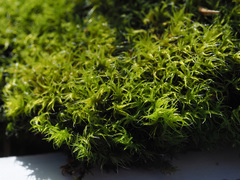 Grimmia trichophylla