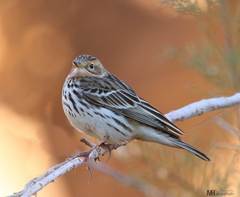Anthus cervinus