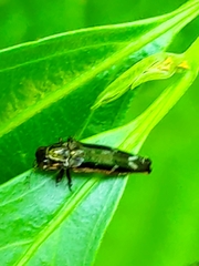 Agrilini