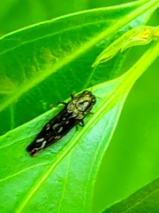 Agrilini