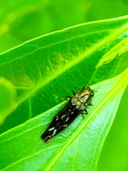 Agrilini