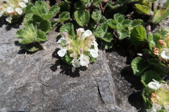 Teucrium pyrenaicum pyrenaicum