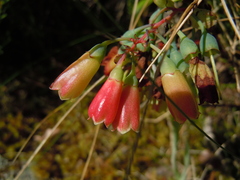 Vaccinium cylindraceum