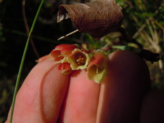 Vaccinium cylindraceum