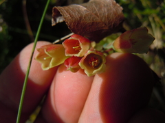 Vaccinium cylindraceum