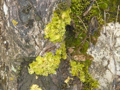 Crocodia