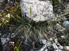 Festuca baffinensis
