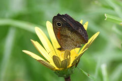 Cassionympha cassius