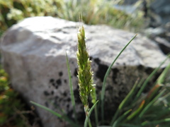 Festuca baffinensis