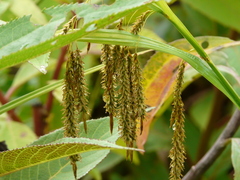 Carex chordalis