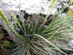 Festuca baffinensis