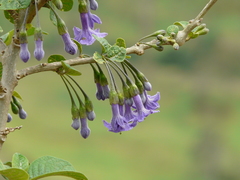 Iochroma