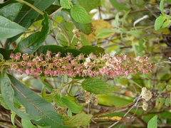 Escallonia pendula