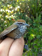 Pheugopedius maculipectus