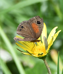 Cassionympha cassius