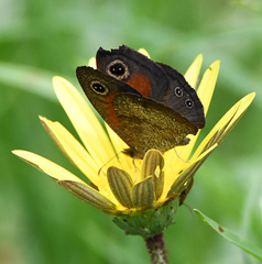 Cassionympha cassius