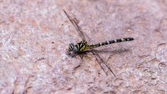 Microgomphus torquatus