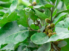 Syzygium fruticosum