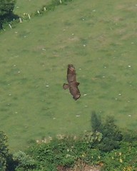 Buteo buteo rothschildi