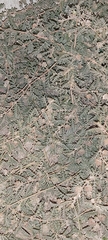 Tribulus terrestris