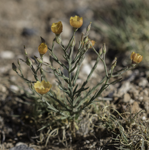 Plains flax (Linum puberulum)