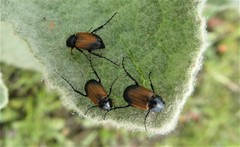 Phyllotocus navicularis