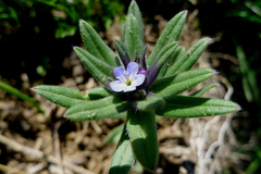 Buglossoides incrassata