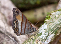 Cissia pseudoconfusa