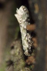 Crypsitricha mesotypa
