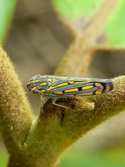Apogonalia stalii