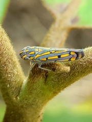 Apogonalia stalii