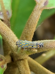 Apogonalia stalii