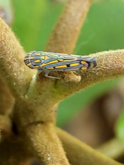 Apogonalia stalii