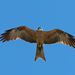 Black Kite - Photo (c) Geoff Whalan, some rights reserved (CC BY-NC-ND)