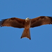 Black Kite - Photo (c) Graham Winterflood, some rights reserved (CC BY-SA)
