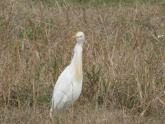 Bubulcus ibis