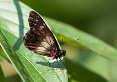 Catasticta sisamnus smalli