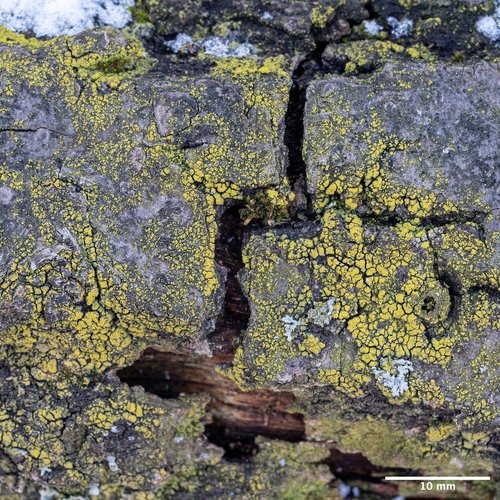 svietivček šupinkatý (Candelariella reflexa)