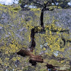 Candelariella reflexa